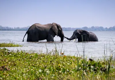 elephant herbivore extinction risk predator omnivore iucn red list